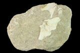 Fossil Fish (Enchodus) Hypural Bone (Tailbone) - Morocco #133851-1